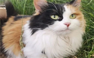 三色公猫多少钱一只