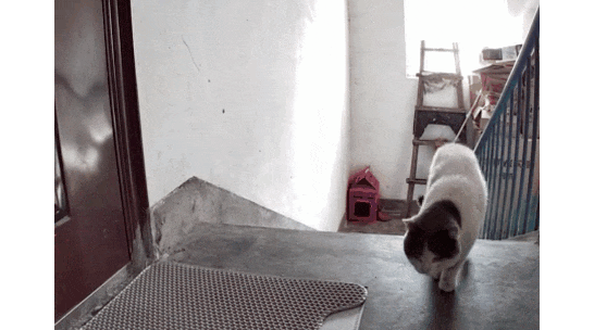 网友为流浪猫找了新主人,可送养一天猫咪就跑回来蹲在她家门口等待:其实我想跟你回家... 网友为流浪猫找了新主人,可送养一天猫咪就跑回来蹲在她家门口等待:其实我想跟你回家...