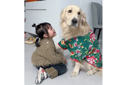 萌娃被妈妈说了哇哇大哭，家里俩狗过来，一个哄一个劝：你可少说两句吧！