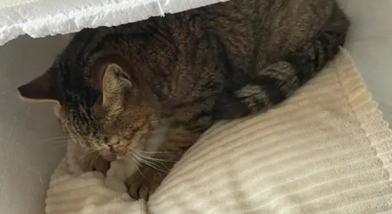 宝宝和猫咪被关在屋里,宝宝打不开门,猫咪是这样做的 宝宝和猫咪被关在屋里,宝宝打不开门,猫咪是这样做的