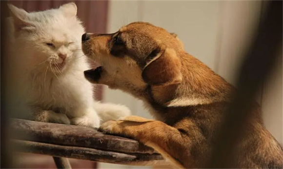 猫一直盯着狗看是怎么回事