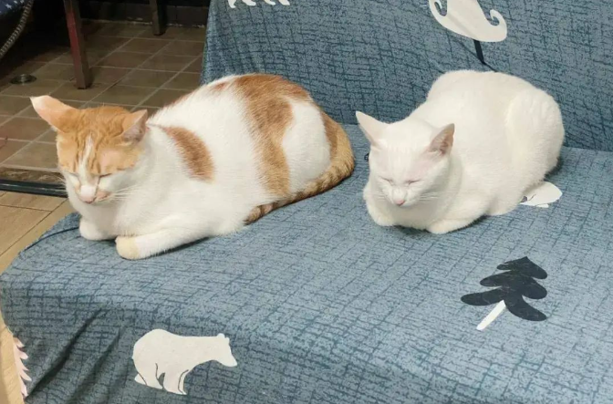 21种猫咪肢体语言,带你看懂猫咪的内心 21种猫咪肢体语言,带你看懂猫咪的内心