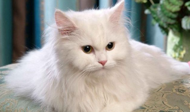 千岁岁是什么品种的猫