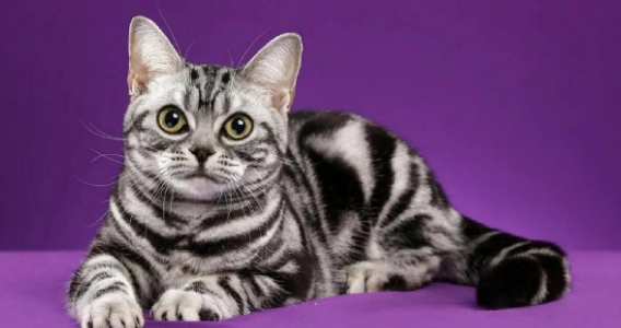 哪个品牌的猫温顺又好养