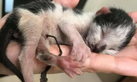 喵皇站小猪旁跳跃打滑惨落地,妈笑:跟猪生活变笨了? 喵皇站小猪旁跳跃打滑惨落地,妈笑:跟猪生活变笨了?