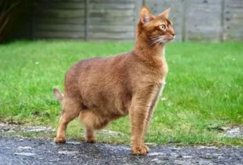 猫原始袋和腹水的区别