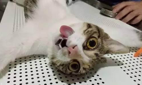 母猫生完小猫多久可以绝育