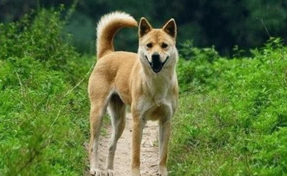 狗为什么不让人碰尾巴 狗为什么不让人碰尾巴
