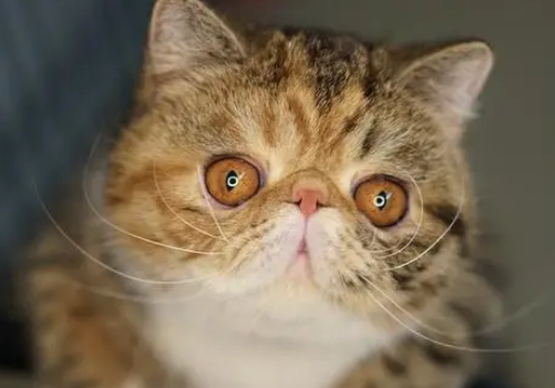 鳌拜是猫的品种吗