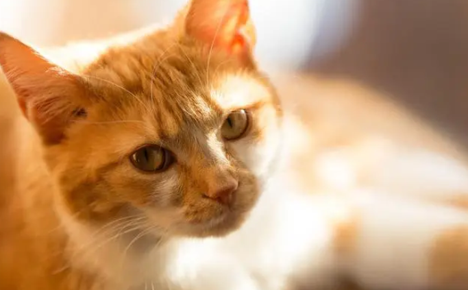 猫一直舔自己怎么回事 猫一直舔自己怎么回事