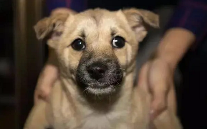 狗妈妈正在给小狗喂奶，突然从外面冲进来一群小猪，狗狗表情亮了