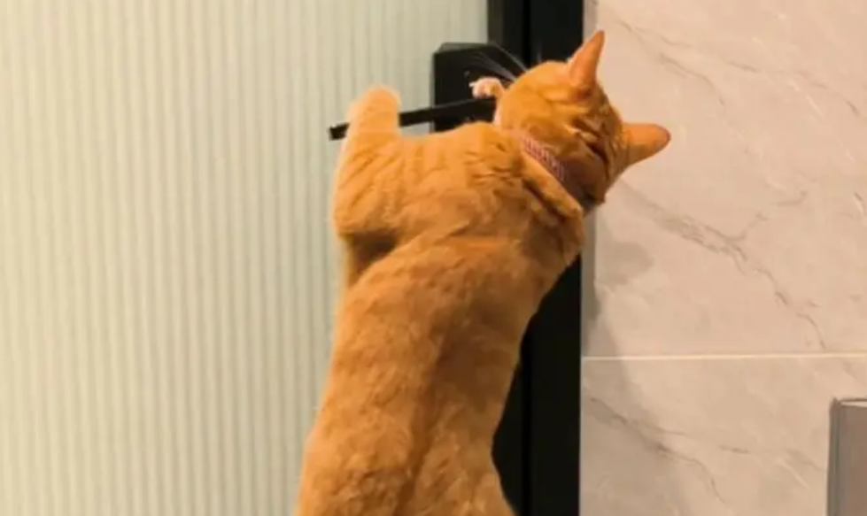 猫自己会开门出去怎么办 猫自己会开门出去怎么办