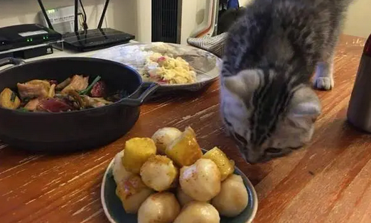 猫咪偷吃鱼丸，铲屎官：没有见过这么蠢的猫