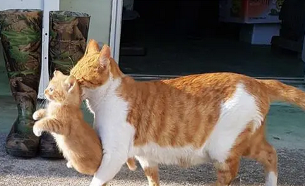 母猫开始藏孩子怎么办 母猫开始藏孩子怎么办