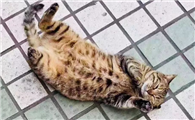 偷猫怎么立案