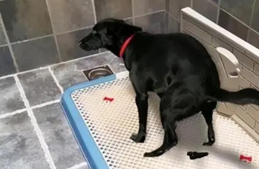 教狗狗定点大小便 教狗狗定点大小便