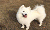 养银狐犬的好处