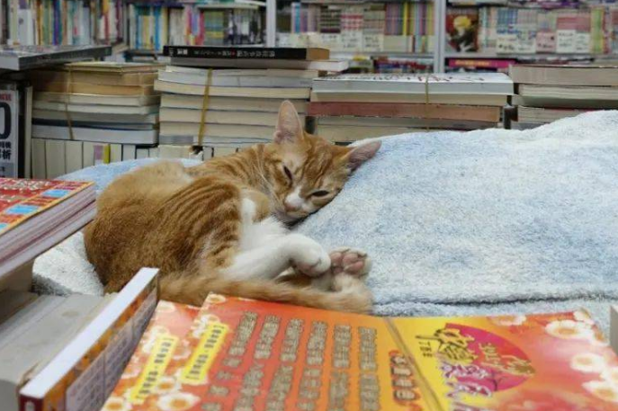 自从这只猫咪乱入了图书馆之后，这里就变成了猫奴聚集的地方 