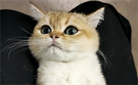 我亲手把自己的猫打死了