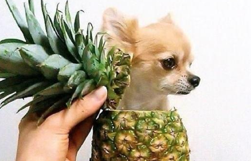 狗能吃凤梨吗 狗能吃凤梨吗