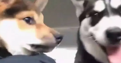 当哈士奇遇上烦人的柴犬后,委屈的都快哭了 当哈士奇遇上烦人的柴犬后,委屈的都快哭了