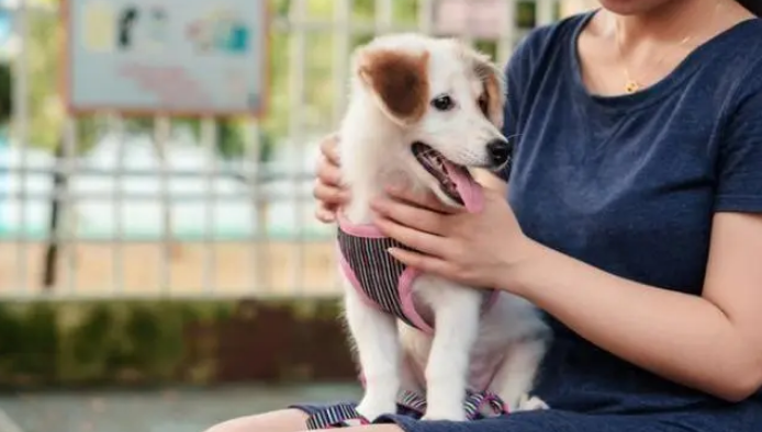大狼犬的最终进化型是什么