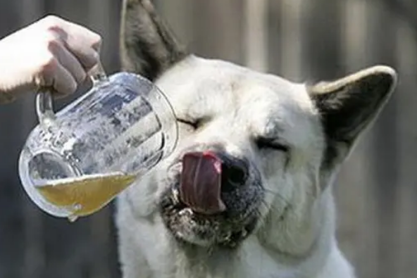 啤酒狗狗能喝吗 啤酒狗狗能喝吗