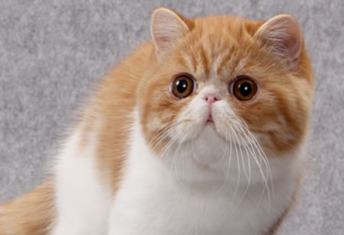 外来种短毛猫怎么养