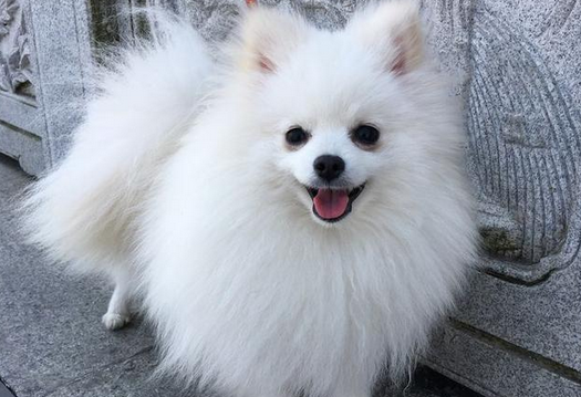 博美犬有几种品种