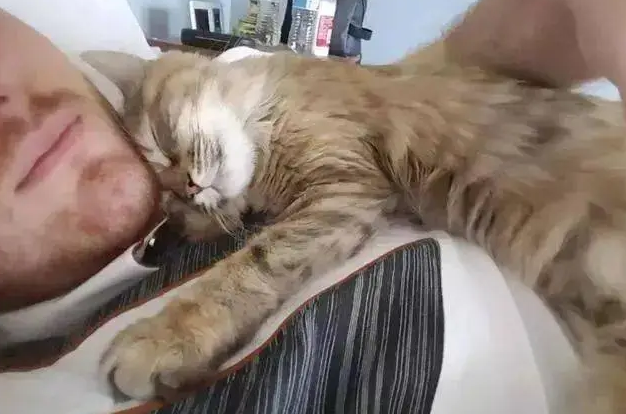 母猫产后一直缠着主人 母猫产后一直缠着主人