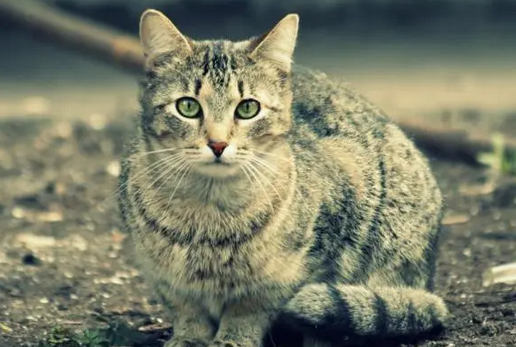 猫最怕什么声音频率 猫最怕什么声音频率