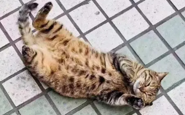 偷猫怎么立案 偷猫怎么立案