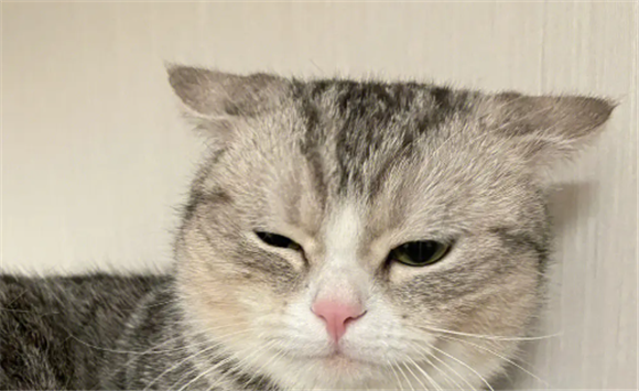 想再养一只猫要考虑什么 想再养一只猫要考虑什么