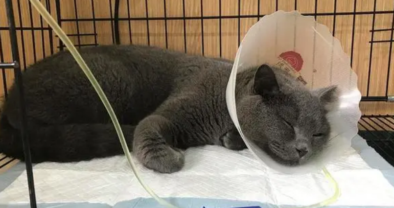 小猫的肛门有一点点突出是怎么回事