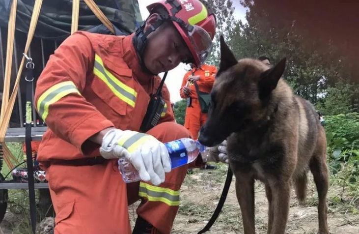 消防队有警犬吗
