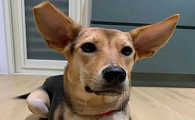 米克斯犬凶吗