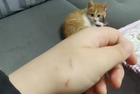 猫抓的狂犬病几乎为0
