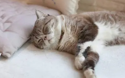 睡着的小猫咪通关攻略 睡着的小猫咪通关攻略
