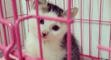 小区走廊里看见一只小奶猫,看到留言纸之后,立马开门提回家! 小区走廊里看见一只小奶猫,看到留言纸之后,立马开门提回家!