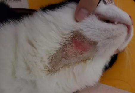 喵癣净猫咪皮肤问题