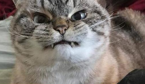 为什么打猫咪特别过瘾