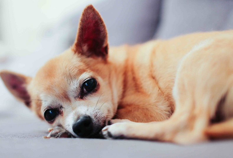 犬瘟阳性但是狗狗没有症状 犬瘟阳性但是狗狗没有症状