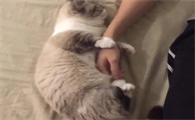 猫真的能变成人吗