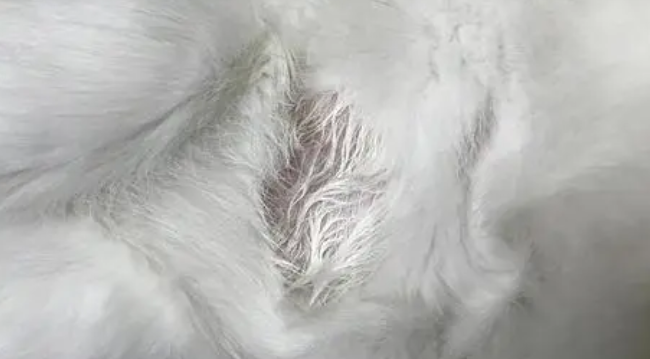 猫一块皮肤脱毛露白肉 猫一块皮肤脱毛露白肉