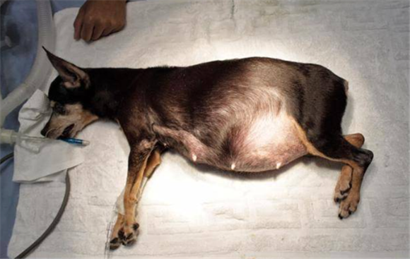 母犬绝育最佳时期 母犬绝育最佳时期