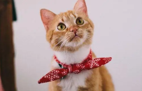 猫真的会吸走人的阳气吗 猫真的会吸走人的阳气吗