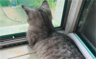 晚上被猫跟着预示什么迷信