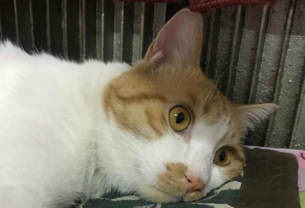 橘猫三个老婆皆意外身亡,在橘猫又带母猫回家时 橘猫三个老婆皆意外身亡,在橘猫又带母猫回家时
