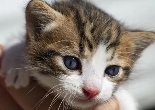 找回你的小猫:聪明的小招数,让你与它重逢! 找回你的小猫:聪明的小招数,让你与它重逢!