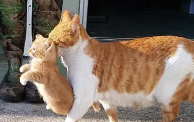 母猫咬死小猫前征兆 母猫咬死小猫前征兆